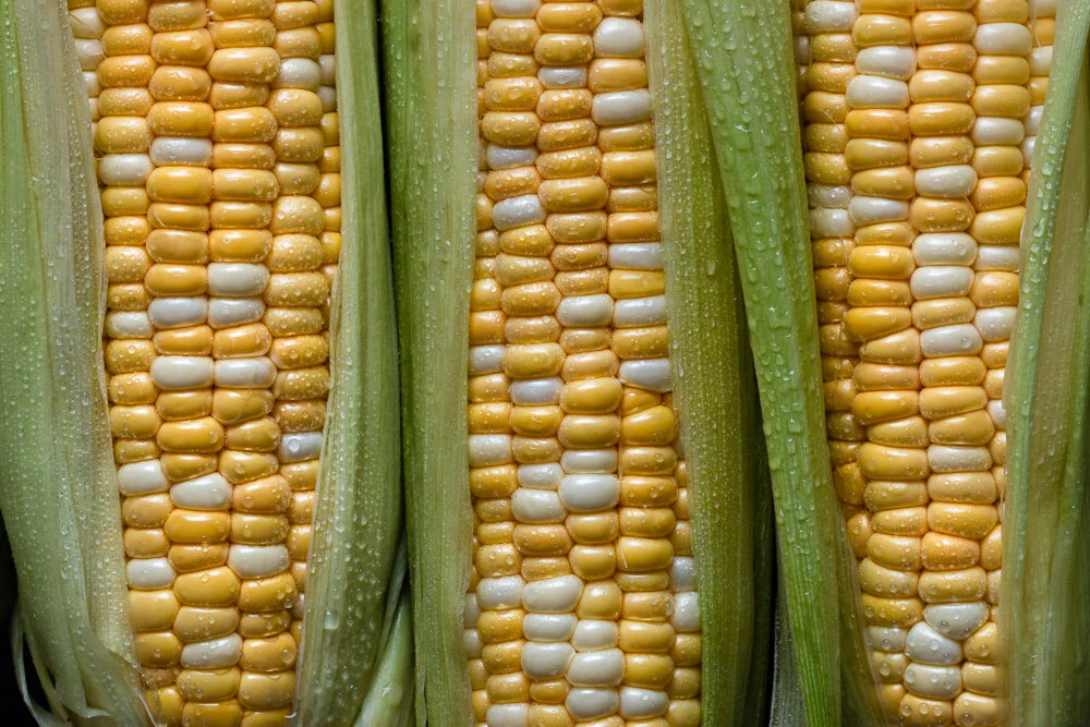 Sweet Corn